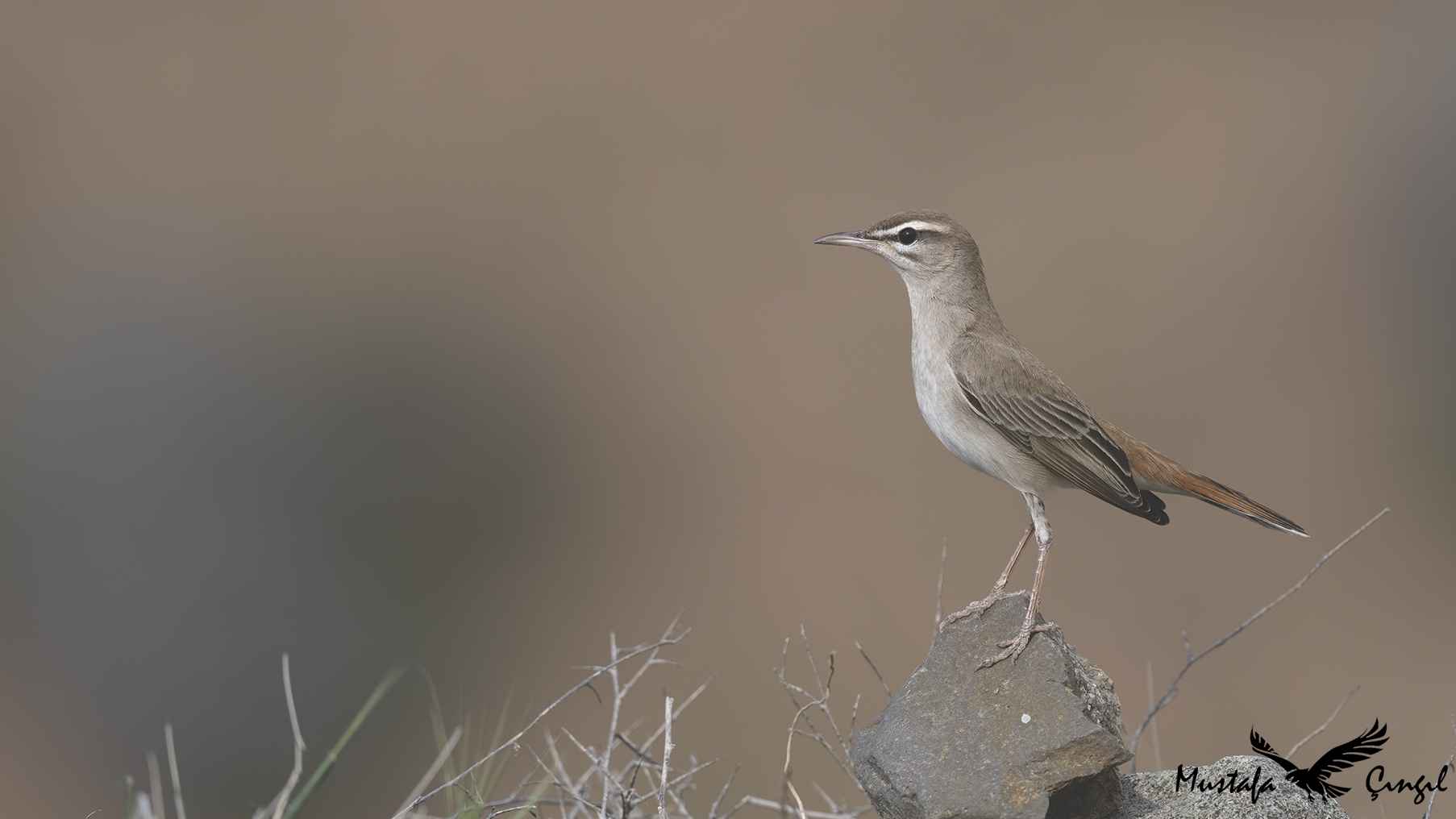 Rufous-tailed Scrub-Robin